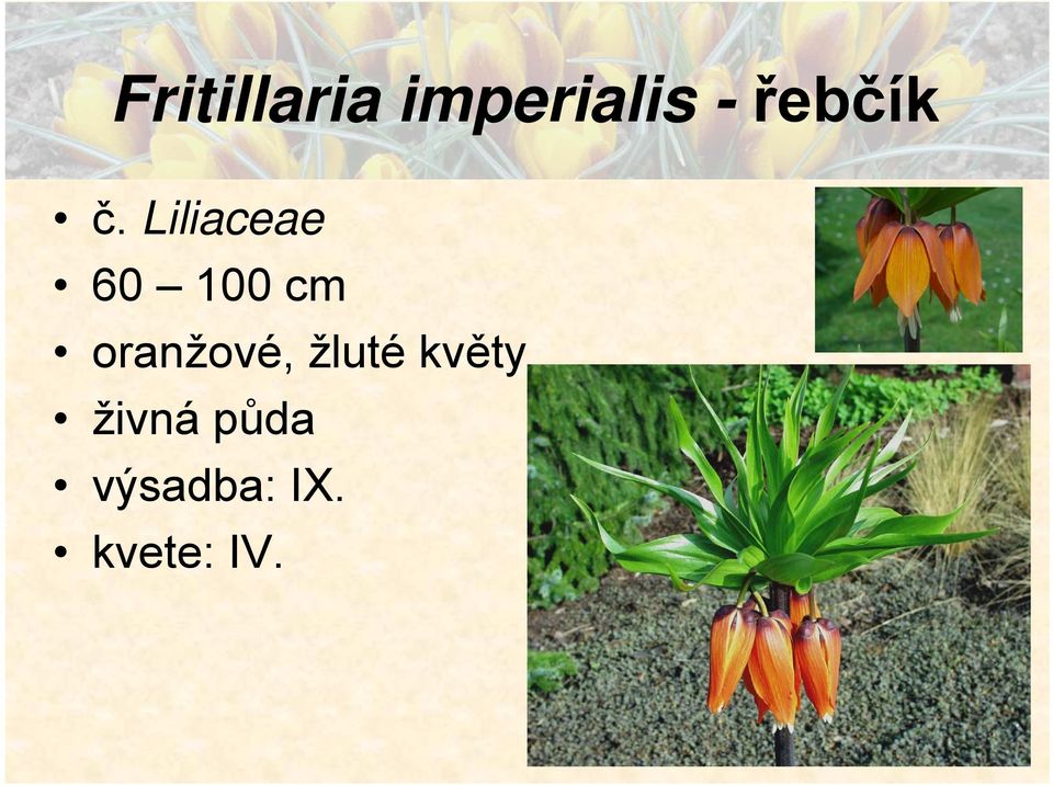 Liliaceae 60 100 cm