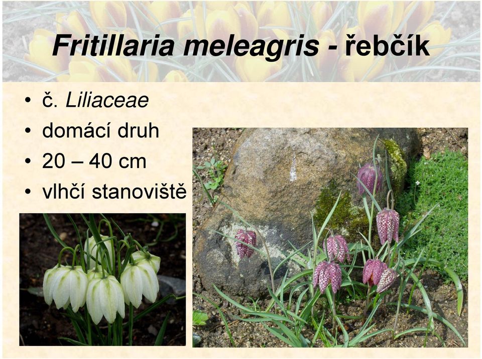 Liliaceae domácí