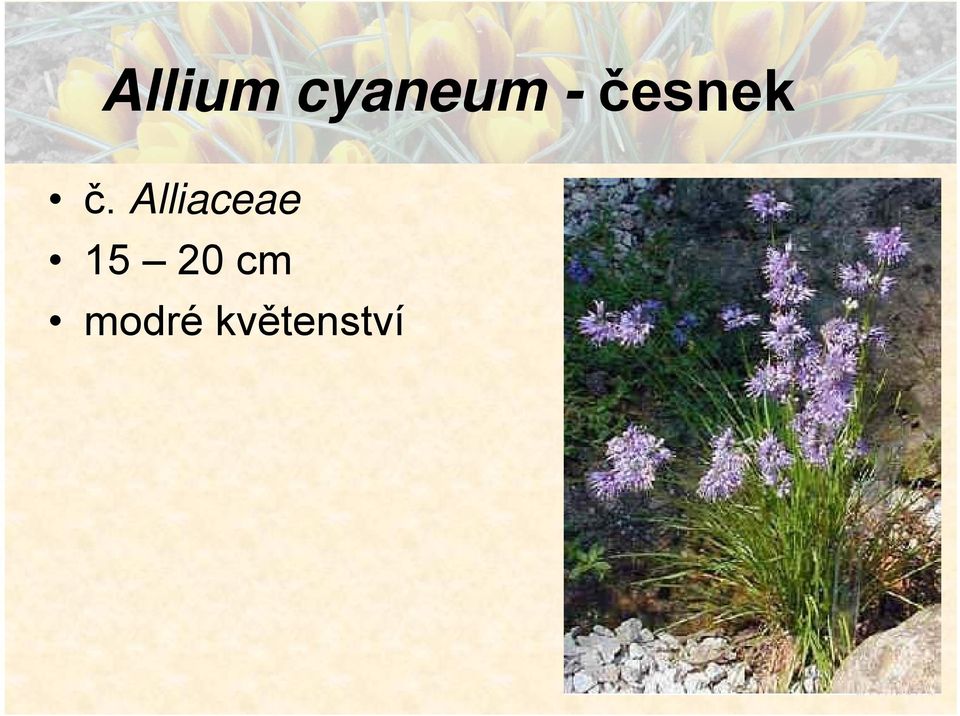 Alliaceae 15 20