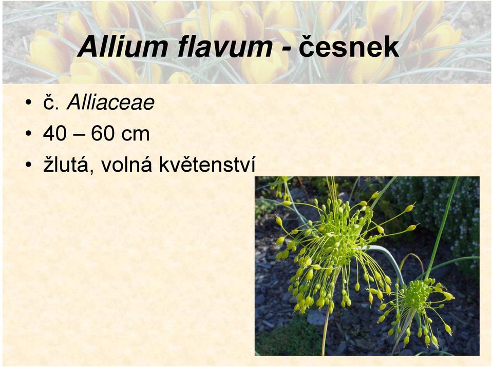 Alliaceae 40 60