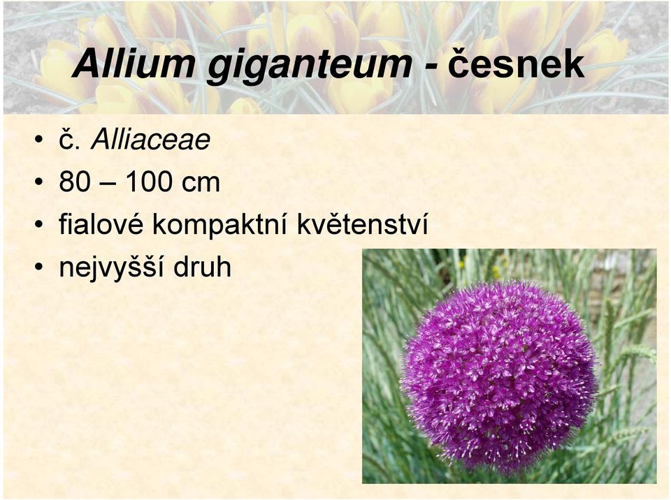 Alliaceae 80 100 cm
