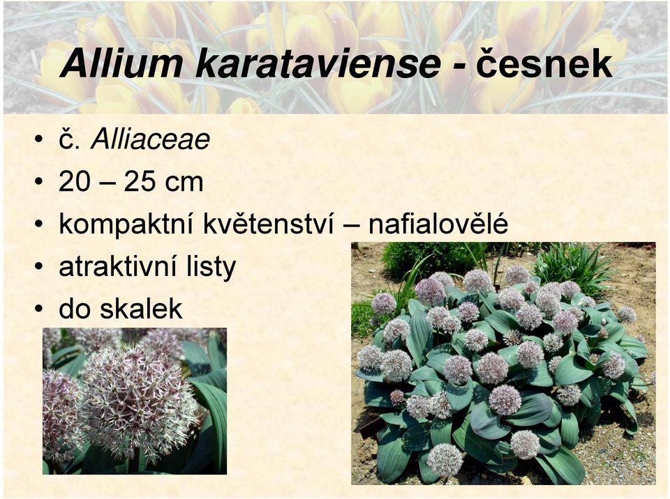Alliaceae 20 25 cm