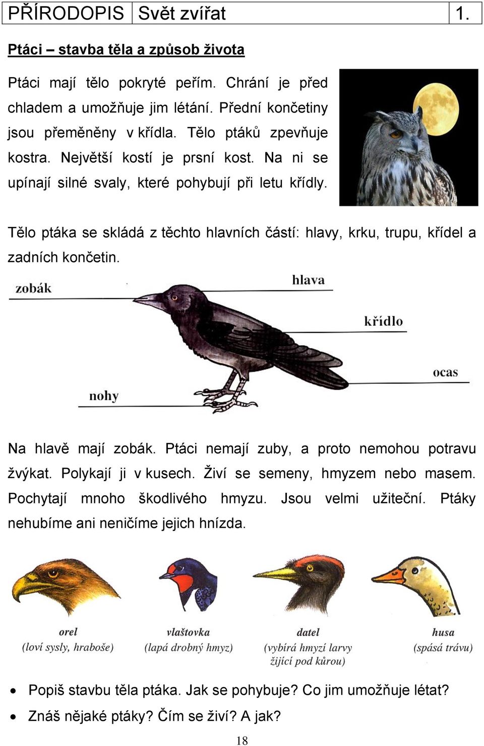 Tělo ptáka se skládá z těchto hlavních částí: hlavy, krku, trupu, křídel a zadních končetin. Na hlavě mají zobák. Ptáci nemají zuby, a proto nemohou potravu žvýkat.