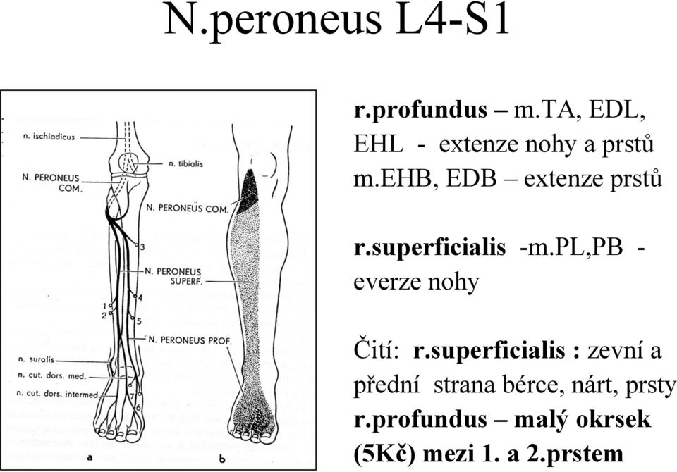 ehb, EDB extenze prstů r.superficialis -m.