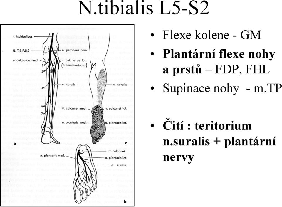 FHL Supinace nohy - m.