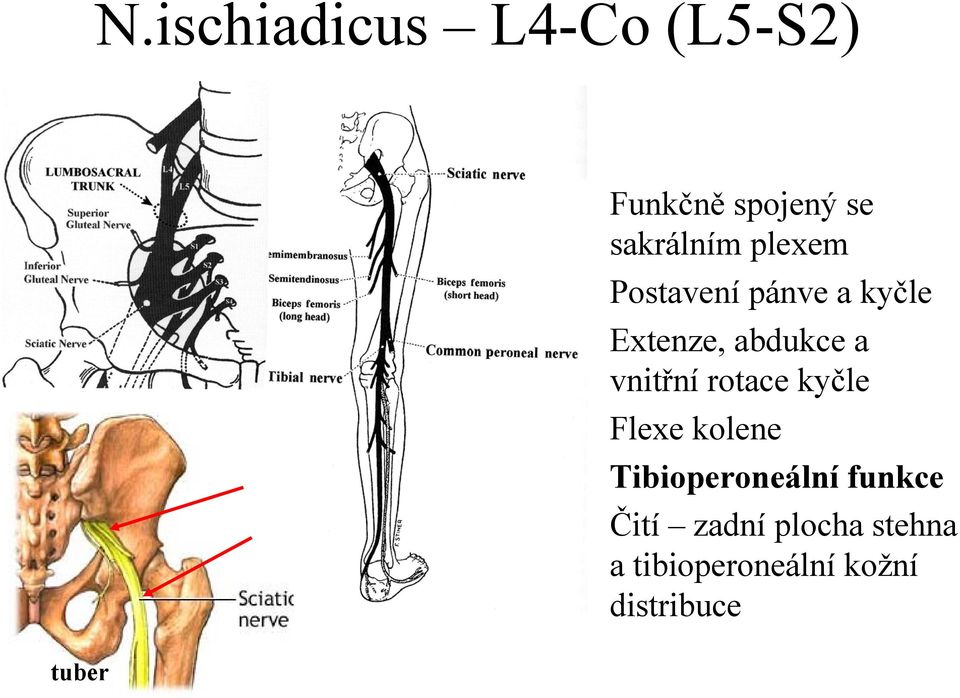 a vnitřní rotace kyčle Flexe kolene Tibioperoneální