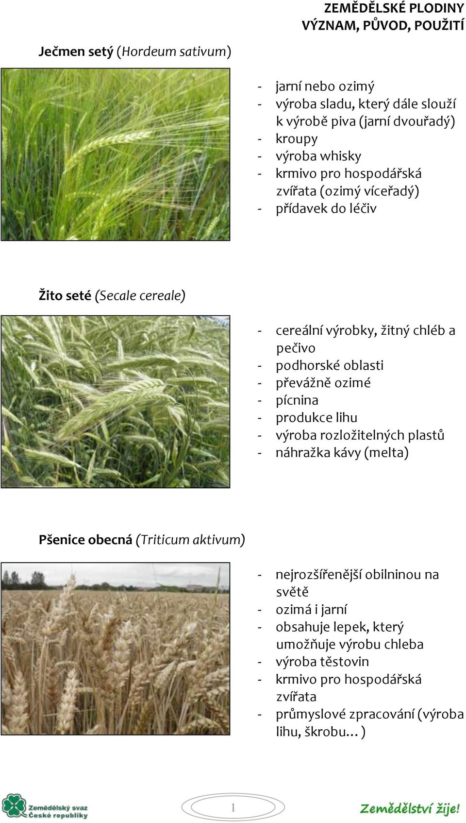 ozimé - pícnina - produkce lihu - výroba rozložitelných plastů - náhražka kávy (melta) Pšenice obecná (Triticum aktivum) - nejrozšířenější obilninou na