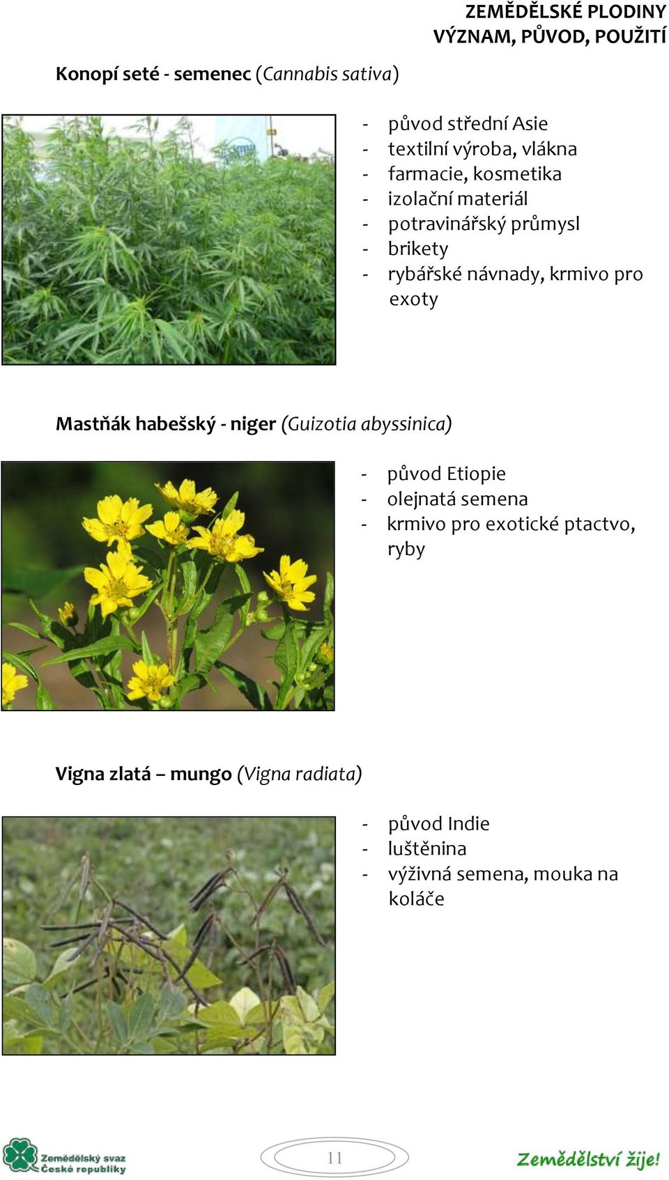 Mastňák habešský - niger (Guizotia abyssinica) - původ Etiopie - olejnatá semena - krmivo pro exotické