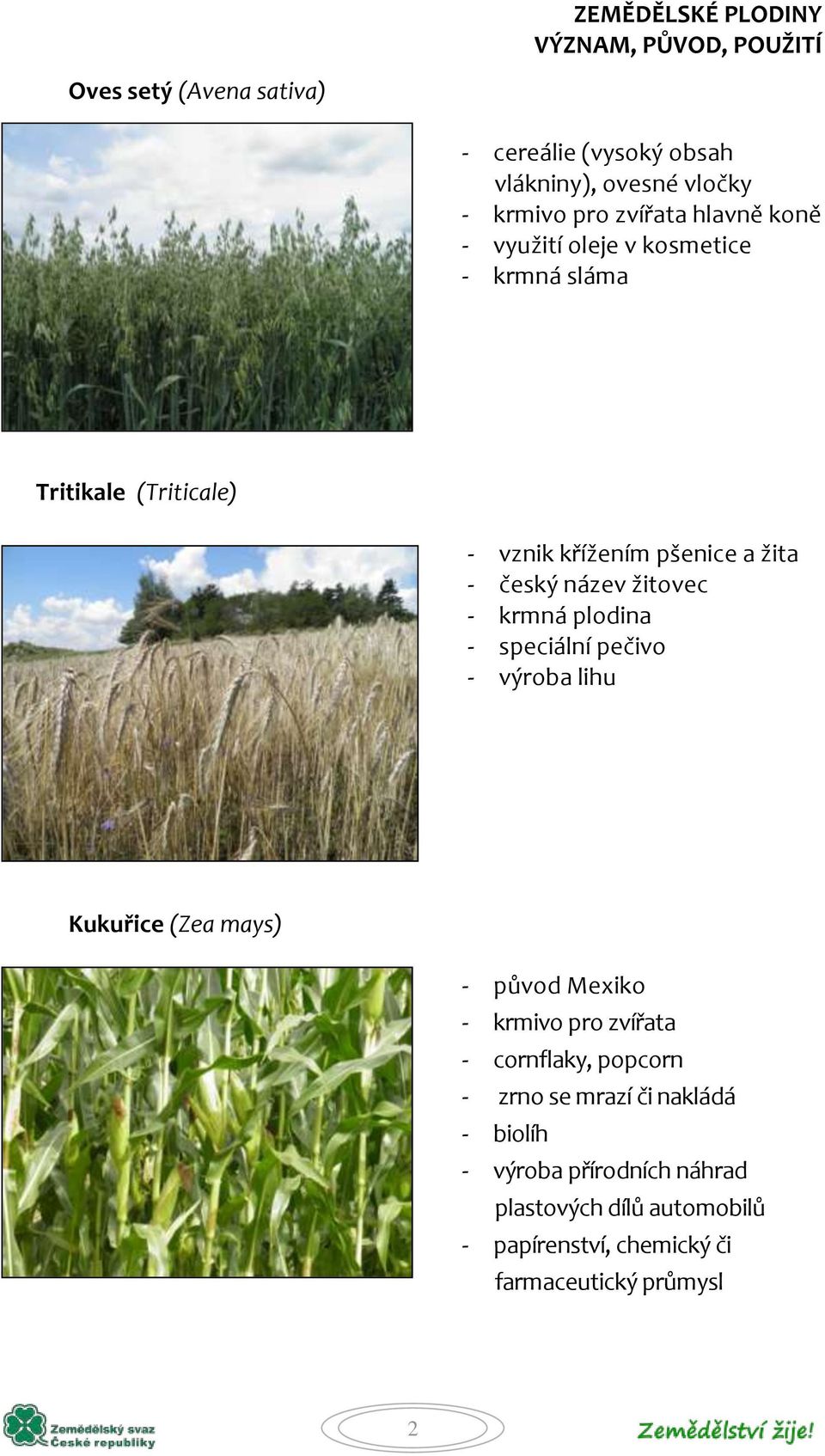 plodina - speciální pečivo - výroba lihu Kukuřice (Zea mays) - původ Mexiko - krmivo pro zvířata - cornflaky, popcorn -