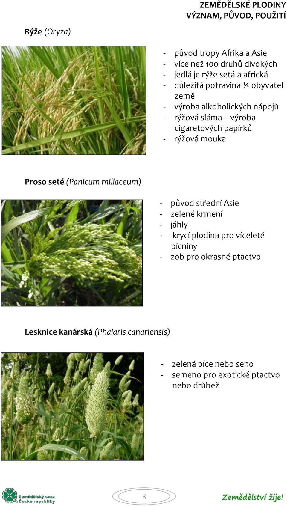 Proso seté (Panicum miliaceum) - původ střední Asie - zelené krmení - jáhly - krycí plodina pro víceleté pícniny - zob