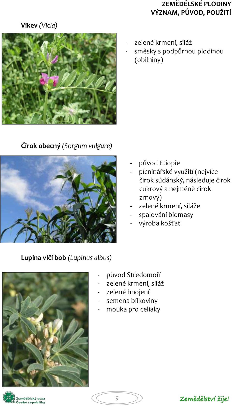 nejméně čirok zrnový) - zelené krmení, siláže - spalování biomasy - výroba košťat Lupina vlčí bob