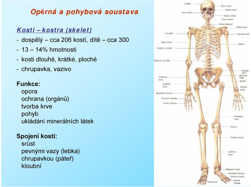 Funkce: opora ochrana (orgánů) tvorba krve pohyb ukládání