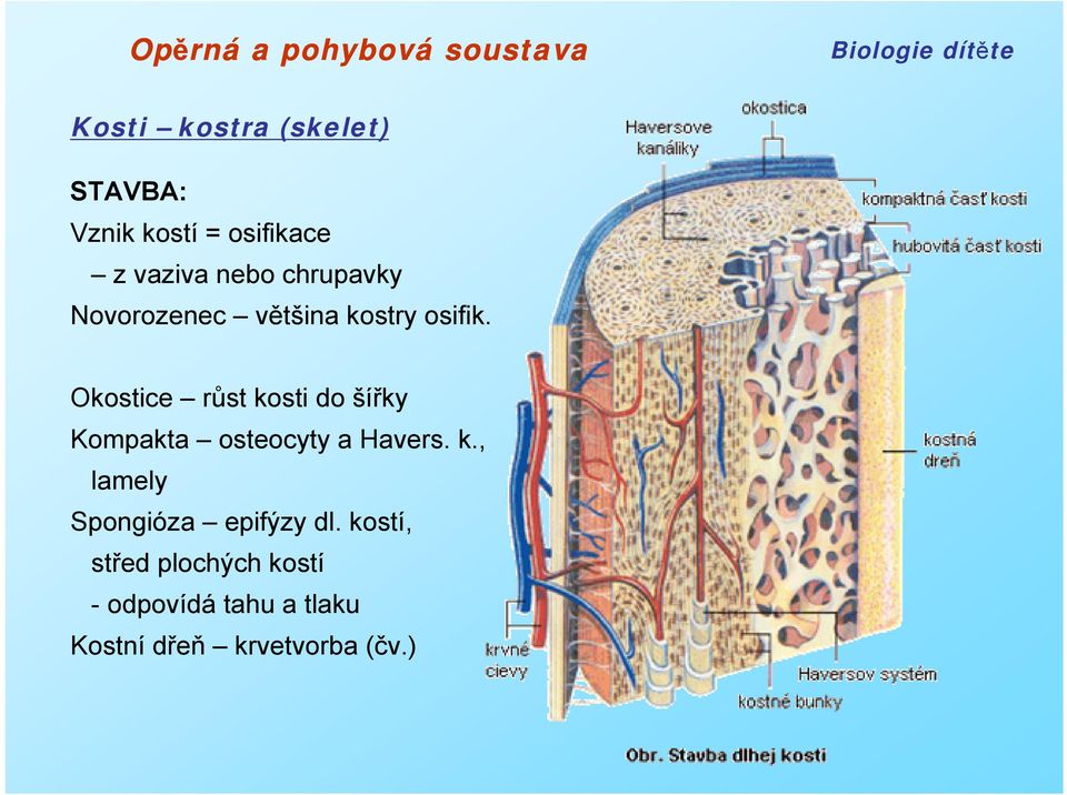 Okostice růst kosti do šířky Kompakta osteocyty a Havers. k., lamely Spongióza epifýzy dl.