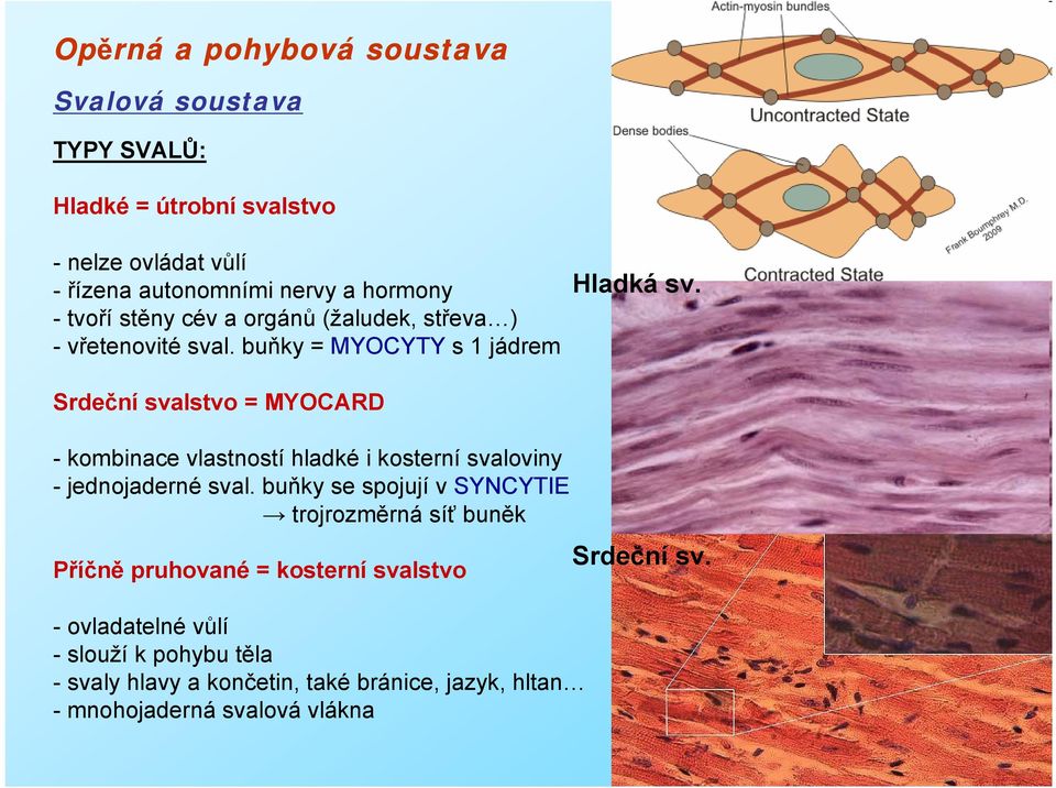 Srdeční svalstvo = MYOCARD - kombinace vlastností hladké i kosterní svaloviny - jednojaderné sval.