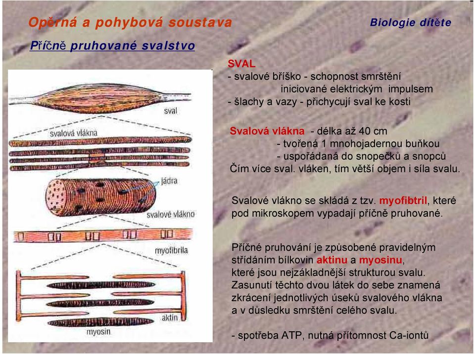 myofibtril, které pod mikroskopem vypadají příčně pruhované.