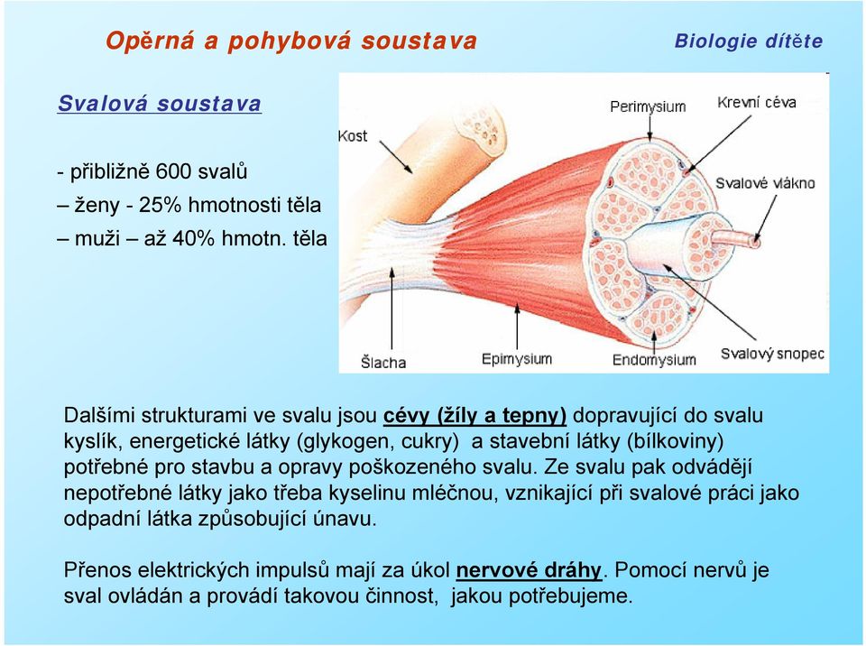 látky (bílkoviny) potřebné pro stavbu a opravy poškozeného svalu.