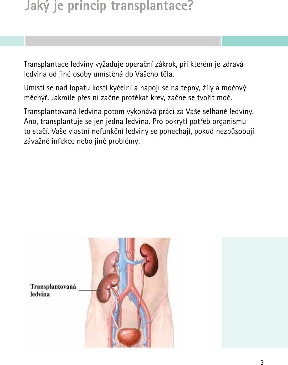 Umístí se nad lopatu kosti kyčelní a napojí se na tepny, žíly a močový měchýř.