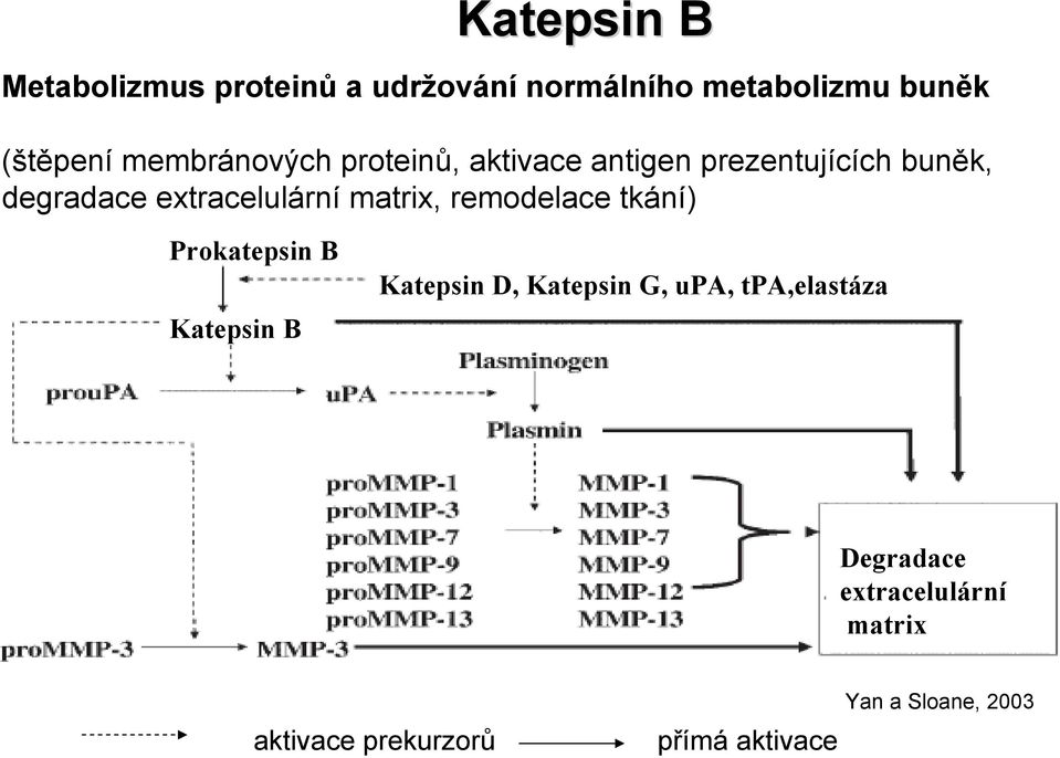 matrix, remodelace tkání) Prokatepsin B Katepsin B Katepsin D, Katepsin G, upa,