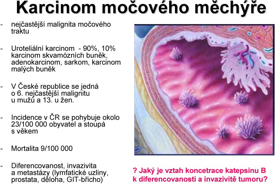 - Incidence v ČR se pohybuje okolo 23/100 000 obyvatel a stoupá s věkem - Mortalita 9/100 000 - Diferencovanost, invazivita a