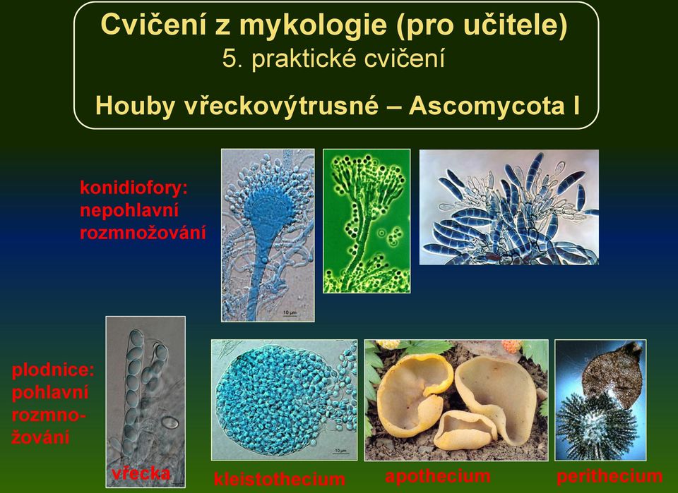 I konidiofory: nepohlavní rozmnožování plodnice: