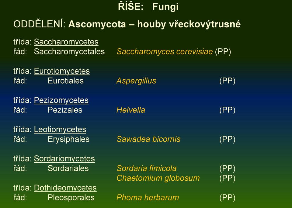 Pezizales Helvella (PP) třída: Leotiomycetes řád: Erysiphales Sawadea bicornis (PP) třída: Sordariomycetes