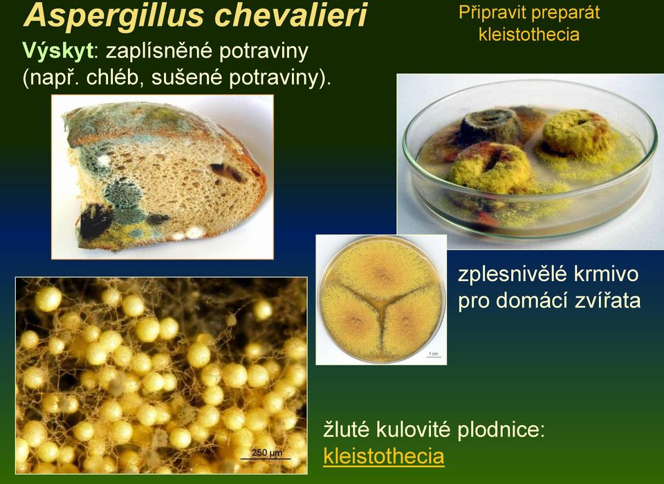 Připravit preparát kleistothecia zplesnivělé