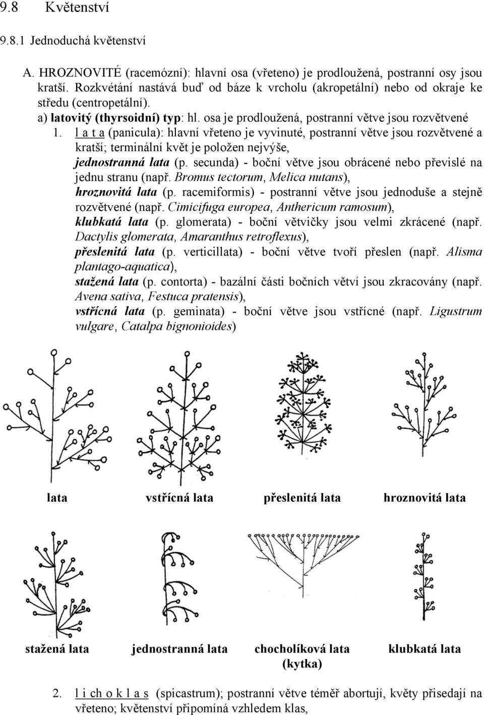 l a t a (panicula): hlavní vřeteno je vyvinuté, postranní větve jsou rozvětvené a kratší; terminální květ je položen nejvýše, jednostranná lata (p.