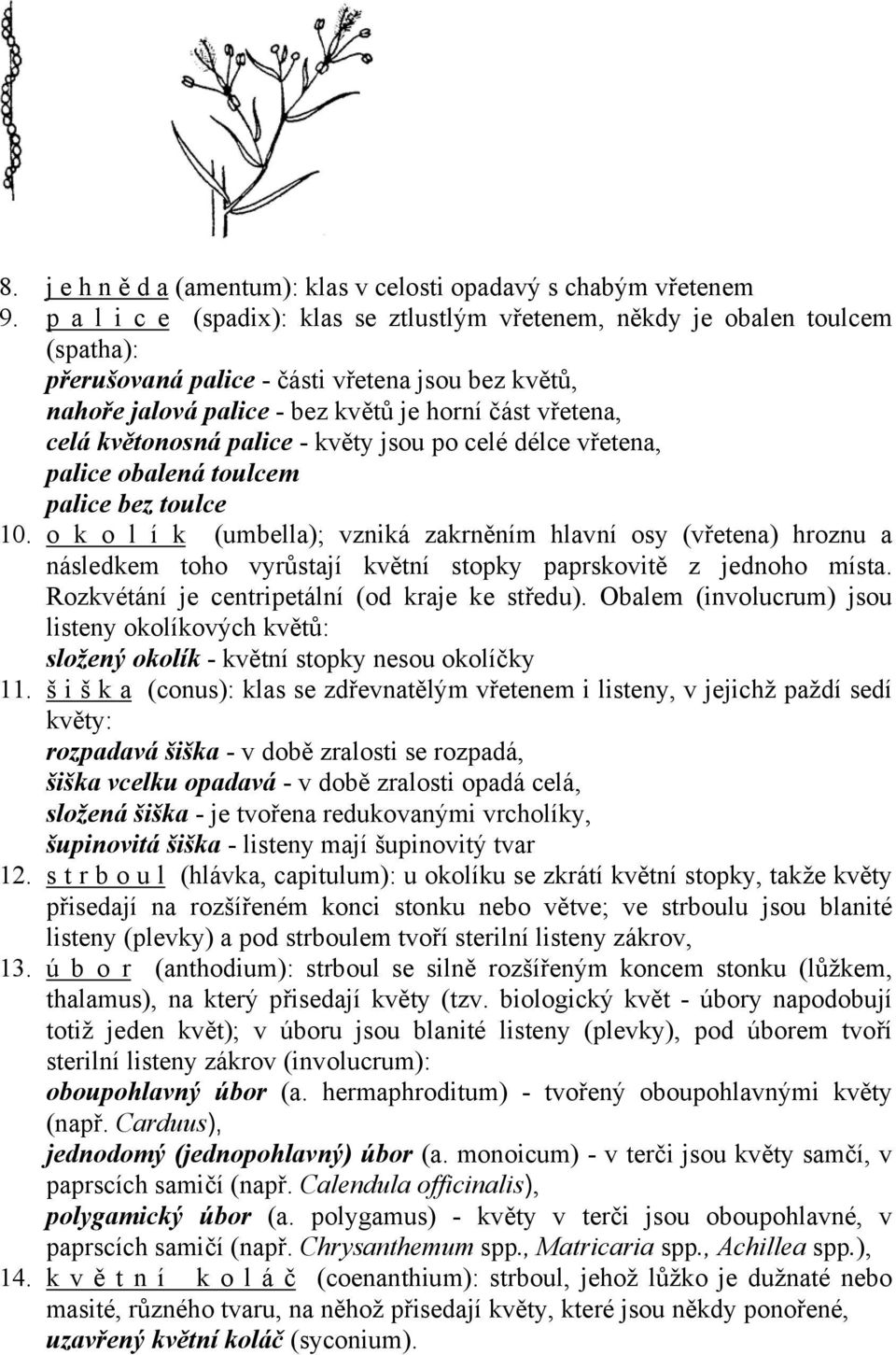 květonosná palice - květy jsou po celé délce vřetena, palice obalená toulcem palice bez toulce 10.