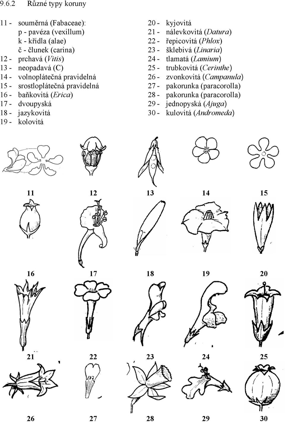 nálevkovitá (Datura) 22 - řepicovitá (Phlox) 23 - šklebivá (Linaria) 24 - tlamatá (Lamium) 25 - trubkovitá (Cerinthe) 26 - zvonkovitá (Campanula) 27 -