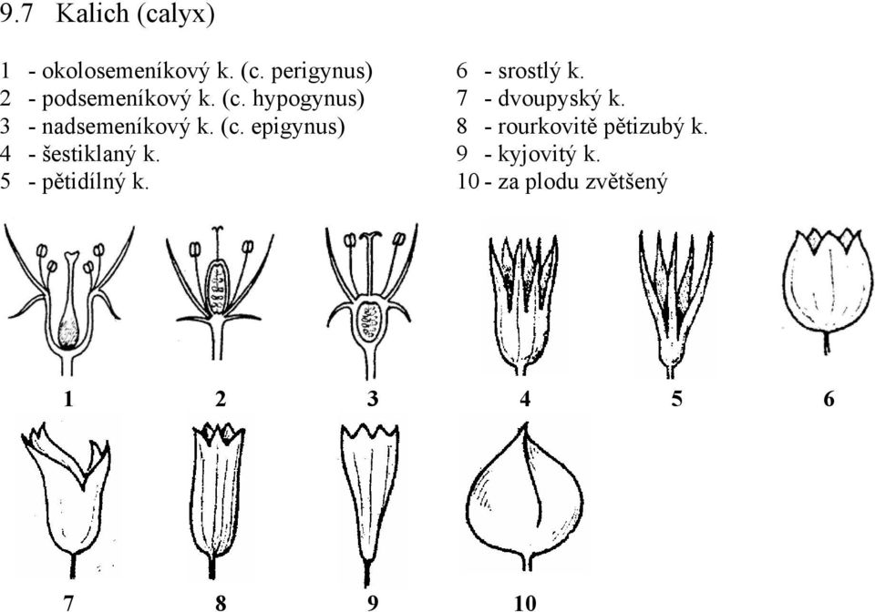 5 - pětidílný k. 6 - srostlý k. 7 - dvoupyský k.