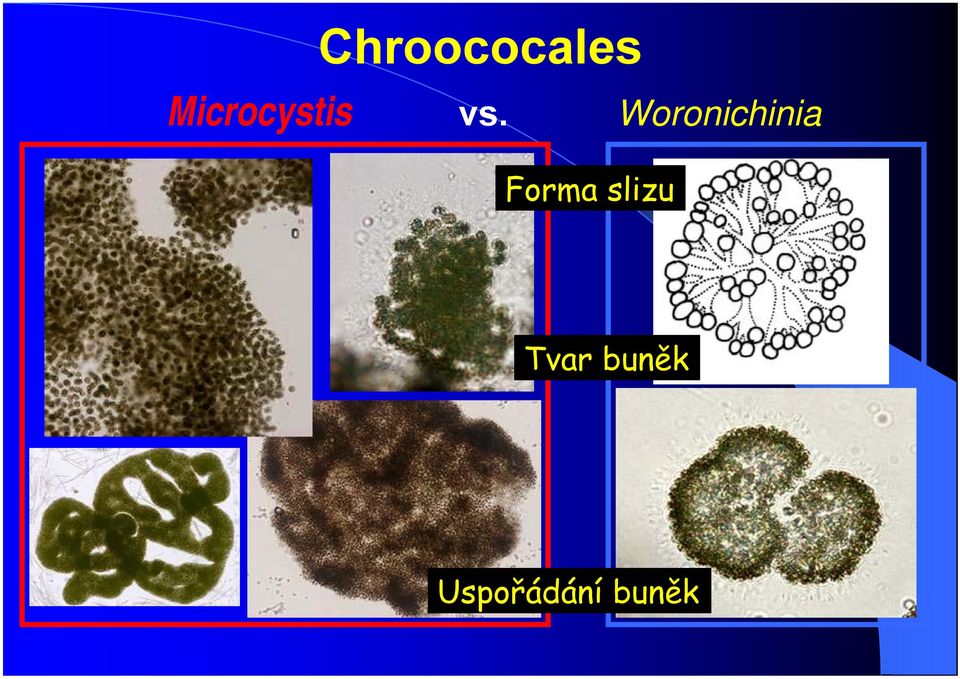 Woronichinia Forma