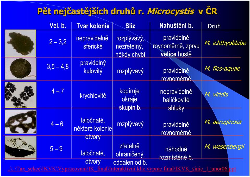 rozplývavý, nezřetelný, někdy chybí rozplývavý kopíruje okraje skupin b. rozplývavý zřetelně ohraničený, oddálen od b. Nahuštění b.