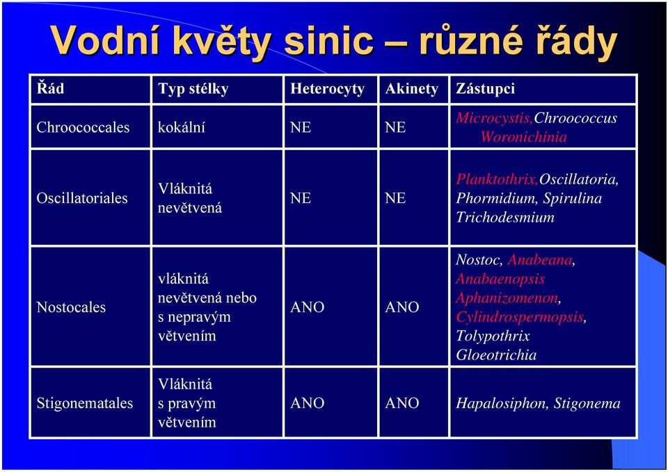 Spirulina Trichodesmium Nostocales vláknitá nevětvená nebo s nepravým větvením ANO ANO Nostoc, Anabeana,