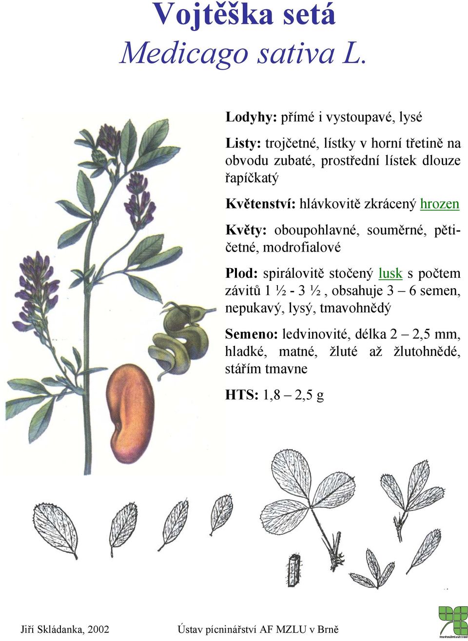 dlouze řapíčkatý Květenství: hlávkovitě zkrácený hrozen Květy: oboupohlavné, souměrné, pětičetné, modrofialové