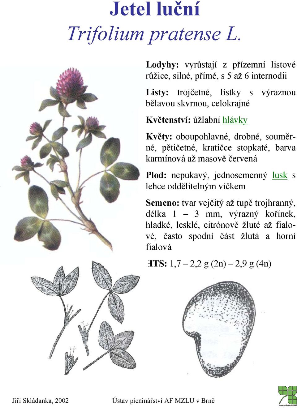 celokrajné Květenství: úžlabní hlávky Květy: oboupohlavné, drobné, souměrné, pětičetné, kratičce stopkaté, barva karmínová až masově