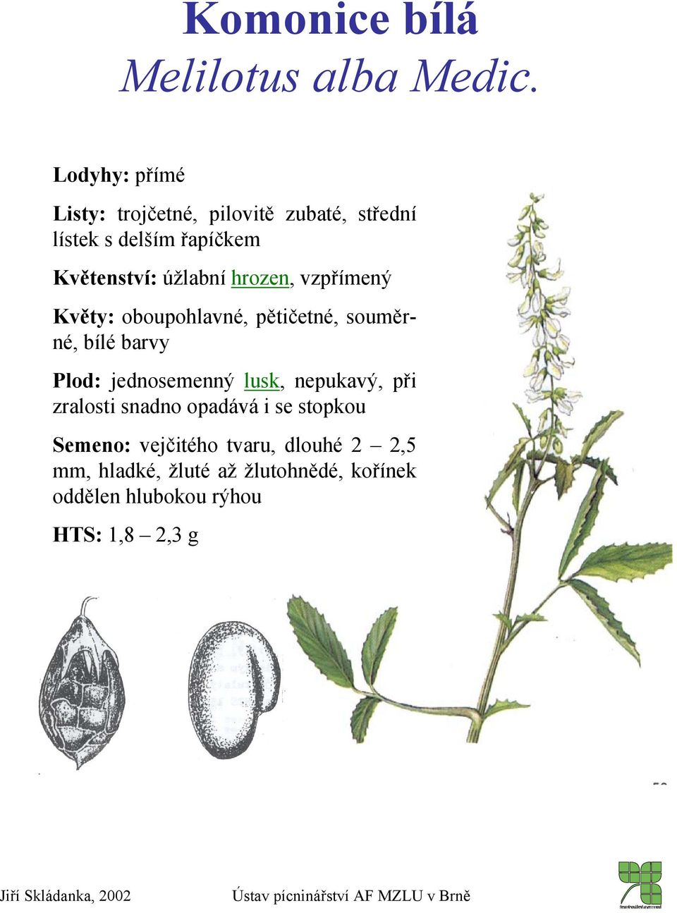 úžlabní hrozen, vzpřímený Květy: oboupohlavné, pětičetné, souměrné, bílé barvy Plod: jednosemenný