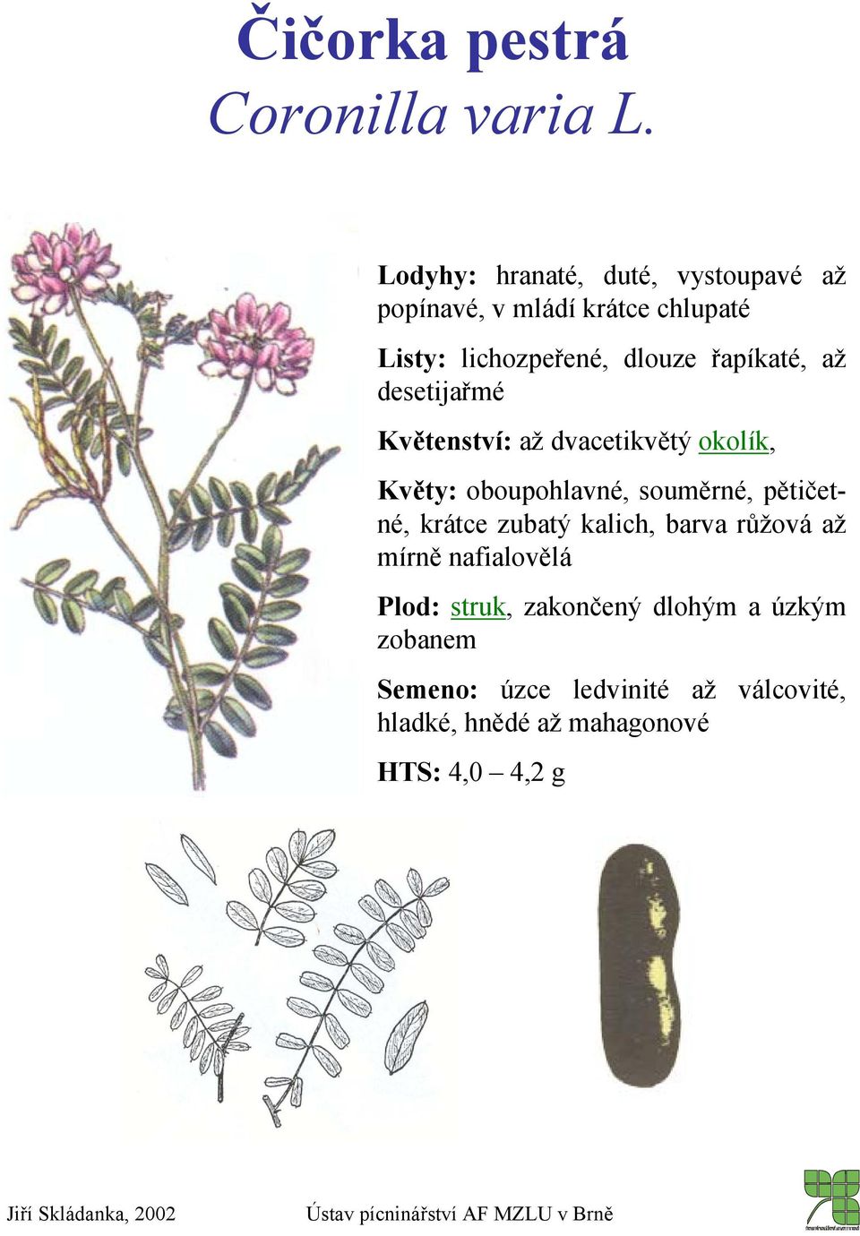 řapíkaté, až desetijařmé Květenství: až dvacetikvětý okolík, Květy: oboupohlavné, souměrné, pětičetné,