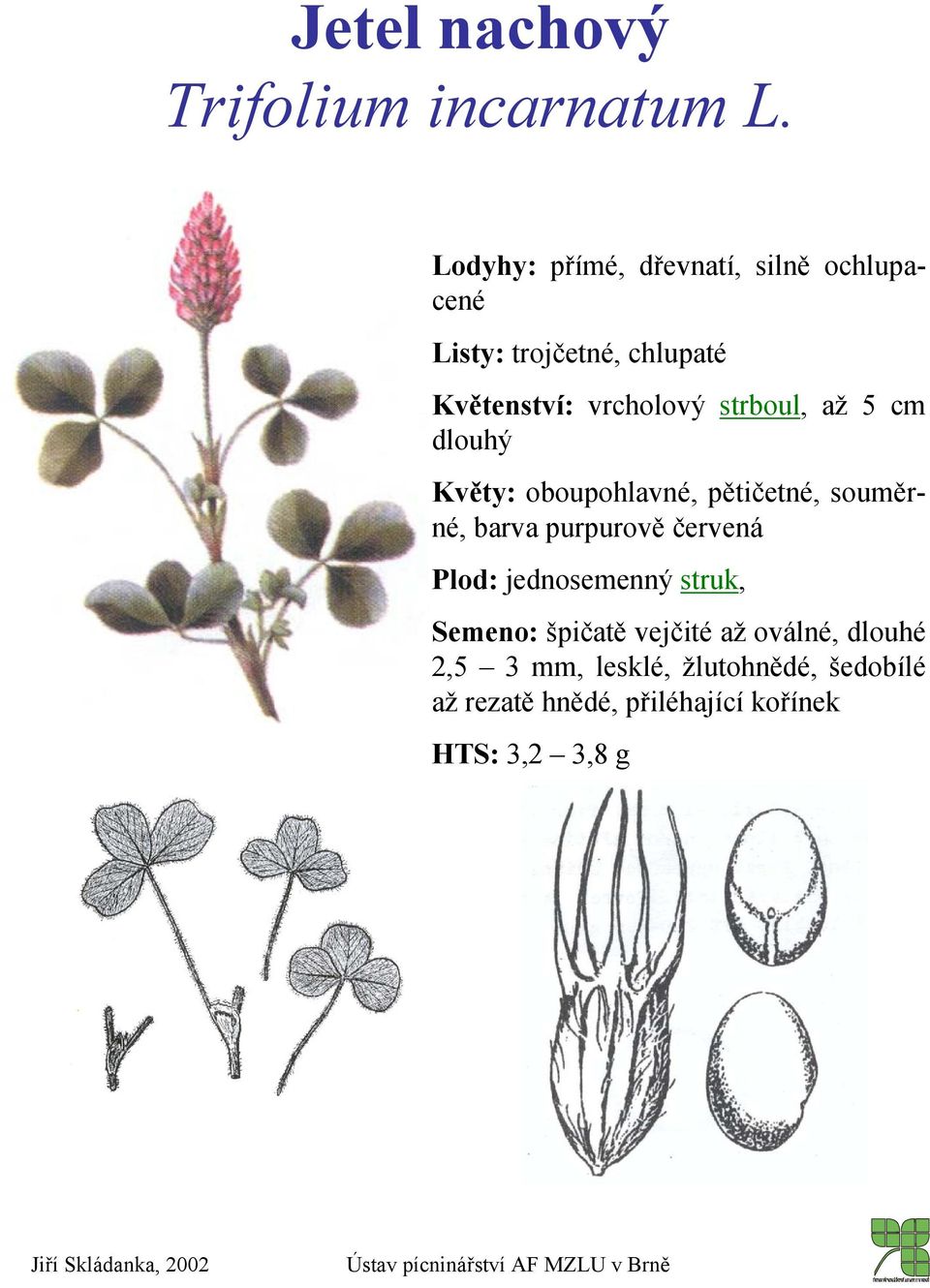 strboul, až 5 cm dlouhý Květy: oboupohlavné, pětičetné, souměrné, barva purpurově červená