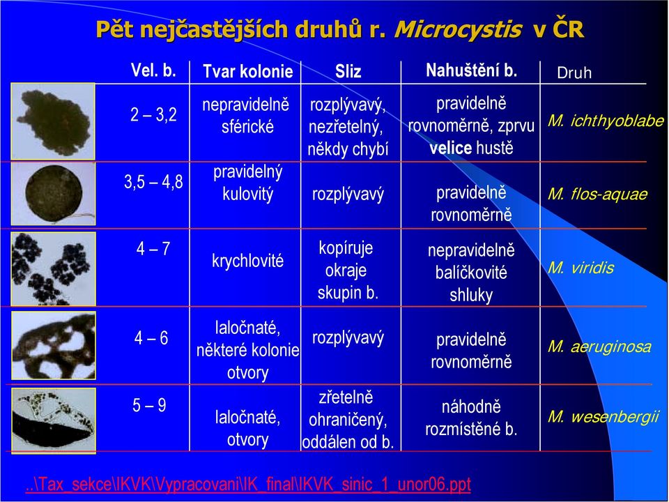 pravidelně rovnoměrně M. ichthyoblabe M. flos-aquae 4 7 krychlovité kopíruje okraje skupin b. nepravidelně balíčkovité shluky M.