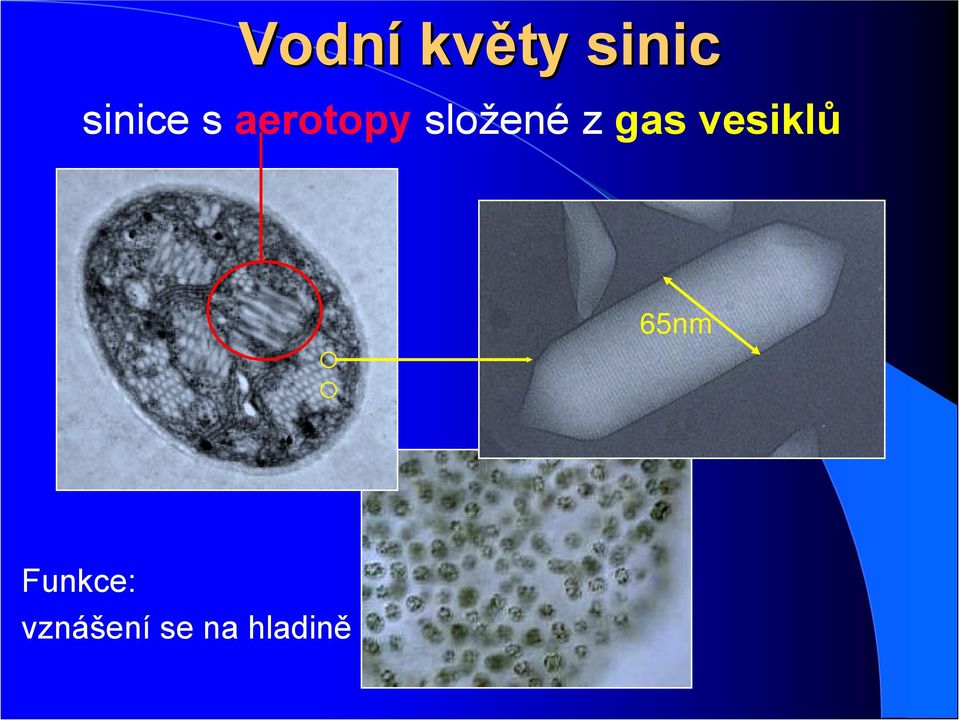 složené z gas vesiklů