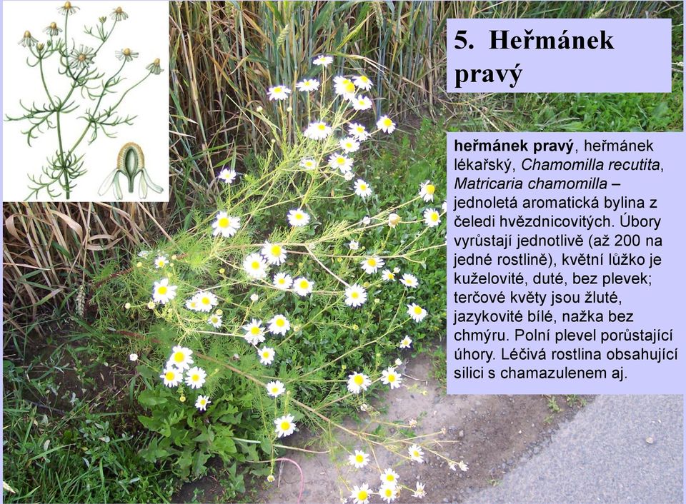 Úbory vyrůstají jednotlivě (až 200 na jedné rostlině), květní lůžko je kuželovité, duté, bez