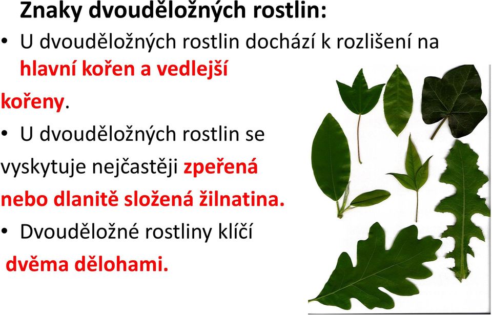 U dvouděložných rostlin se vyskytuje nejčastěji zpeřená