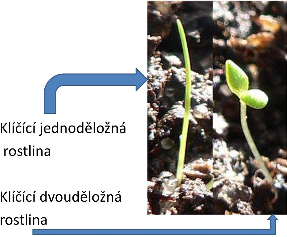 rostlina 