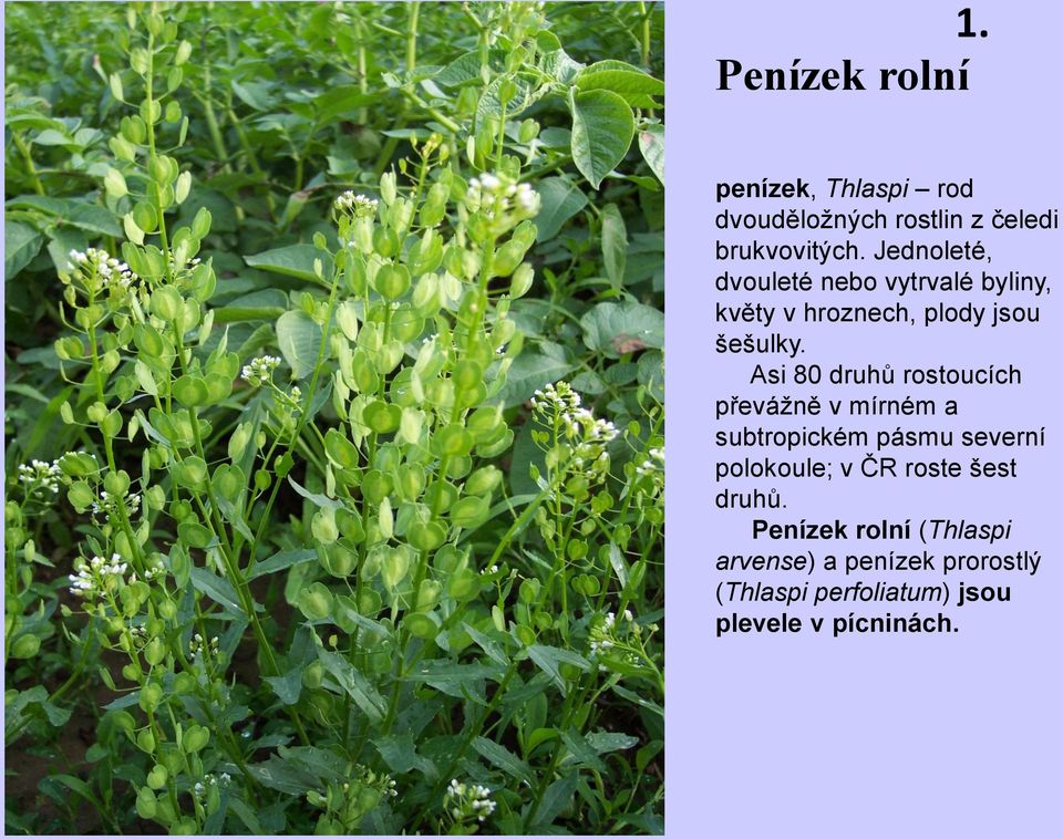 Asi 80 druhů rostoucích převážně v mírném a subtropickém pásmu severní polokoule; v ČR