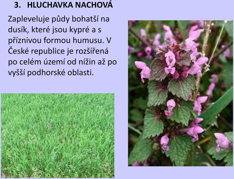 formou humusu.