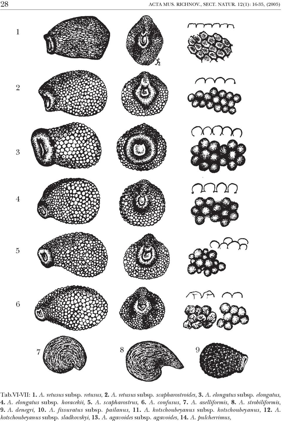 A. confusus, 7. A. aselliformis, 8. A. strobiliformis, 9. A. denegri, 10. A. fissuratus subsp. pailanus, 11. A. kotschoubeyanus subsp.