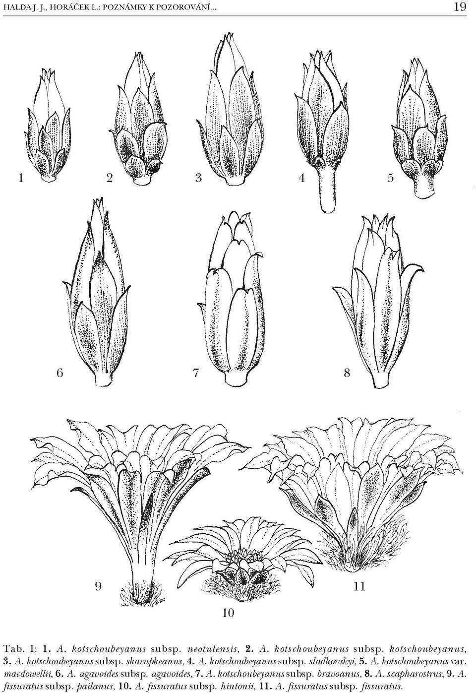 A. kotschoubeyanus var. macdowellii, 6. A. agavoides subsp. agavoides, 7. A. kotschoubeyanus subsp. bravoanus, 8. A. scapharostrus, 9.