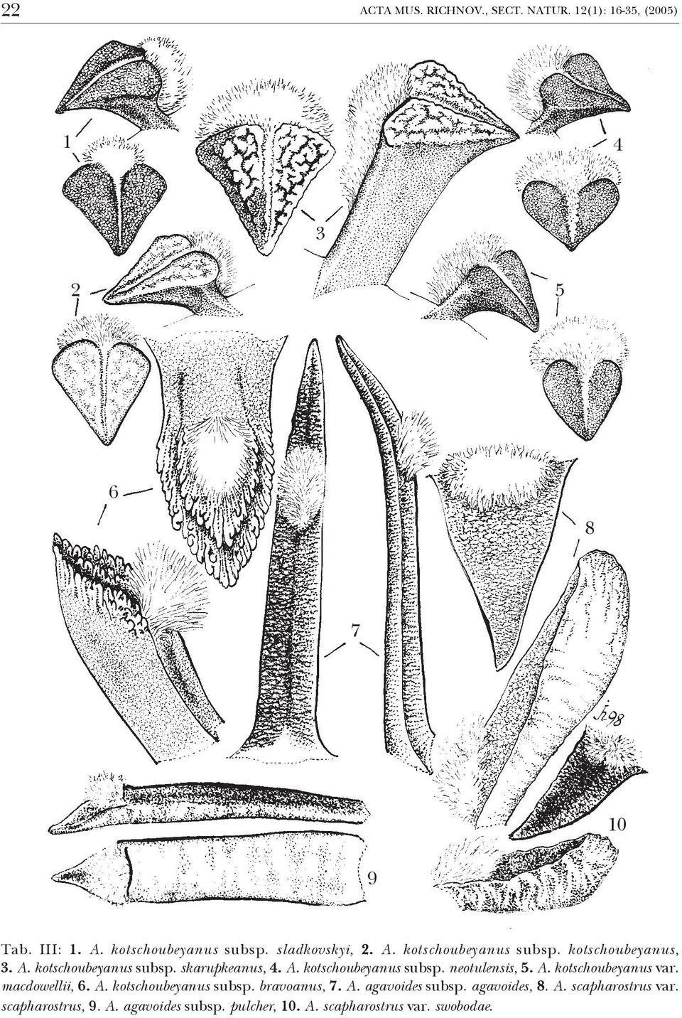 A. kotschoubeyanus var. macdowellii, 6. A. kotschoubeyanus subsp. bravoanus, 7. A. agavoides subsp. agavoides, 8. A. scapharostrus var.