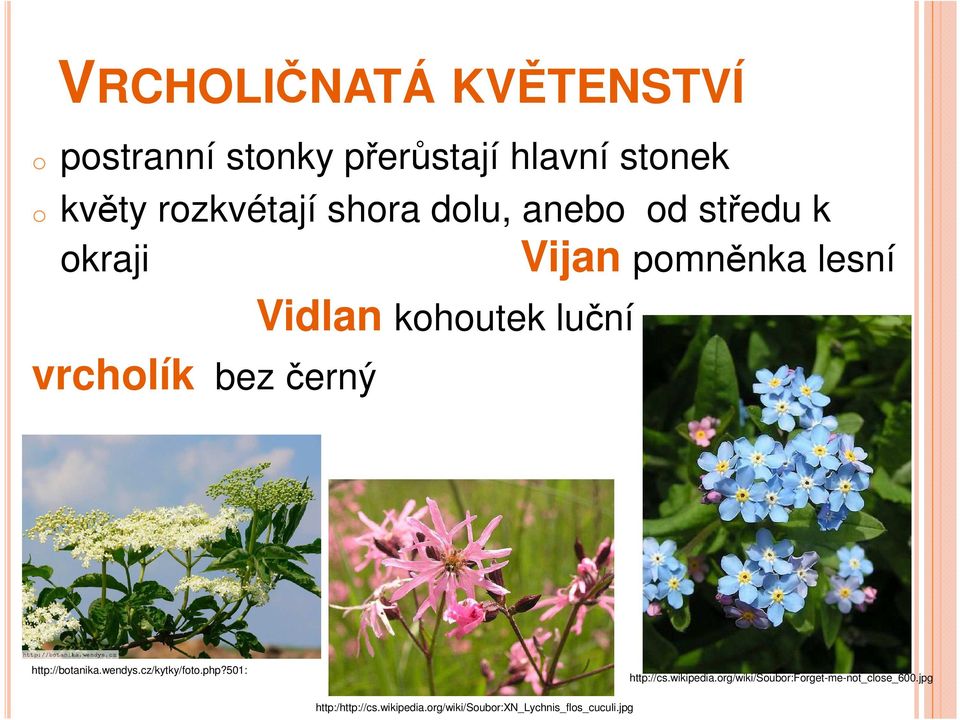bez černý http://botanika.wendys.cz/kytky/foto.php?501: http://cs.wikipedia.