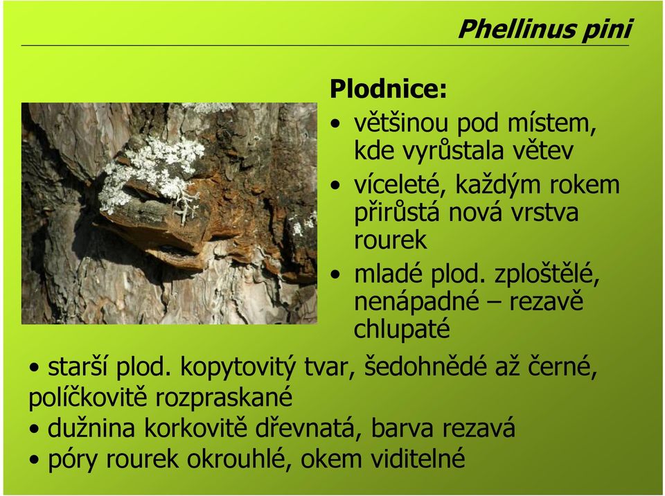 zploštělé, nenápadné rezavě chlupaté starší plod.